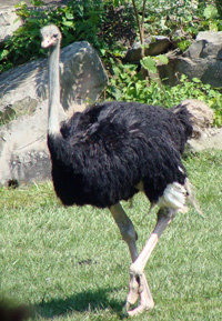 ostrich